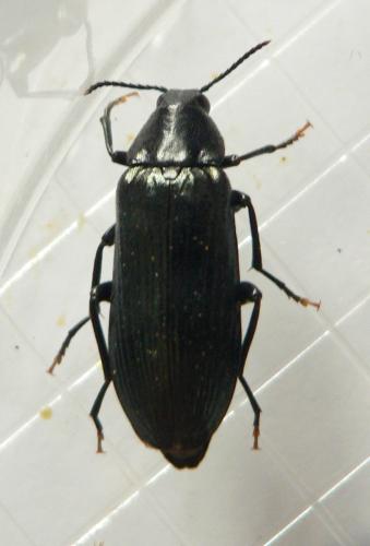 Réf. 194 774 : Melandrya caraboides