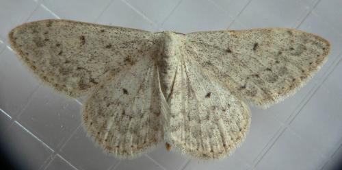 Réf. 194 775 : Scopula marginepunctata