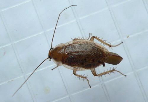 Ectobius lapponicus