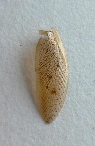 Ectobius lapponicus