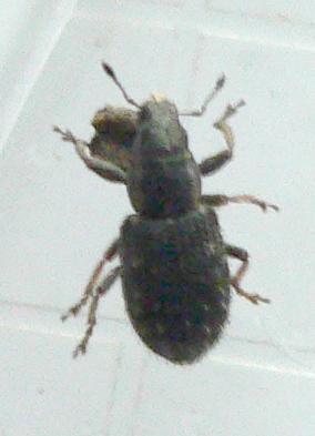 Réf. 194 894 : Sitona hispidulus