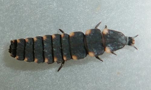 Lampyris noctiluca