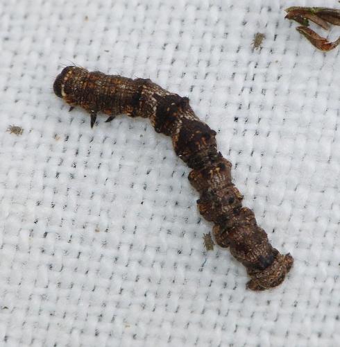 Phigalia pilosaria