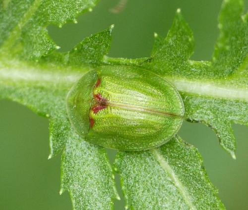 Réf. 194 721 : Cassida sp.