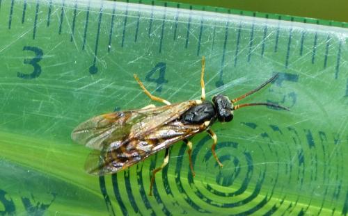 Strongylogaster (multifasciata-xanthocera)