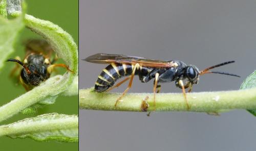 Strongylogaster (multifasciata-xanthocera)