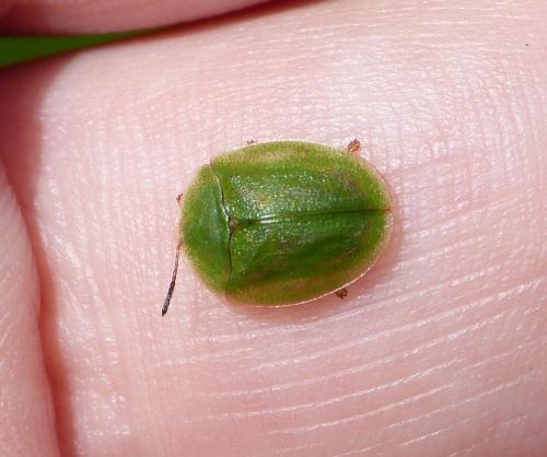 Cassida viridis