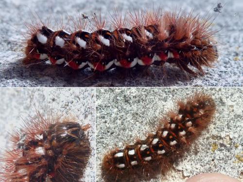Acronicta rumicis