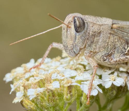 Calliptamus italicus