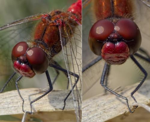 Sympetrum sanguineum