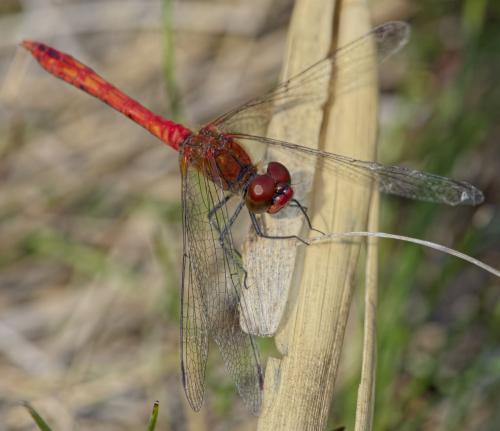 Réf. 194 168 : Sympetrum sanguineum