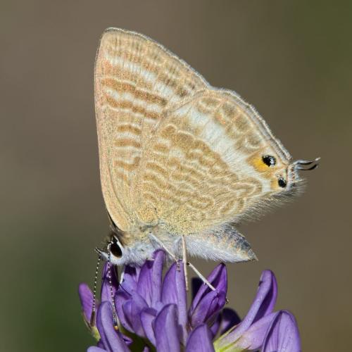 Lampides boeticus