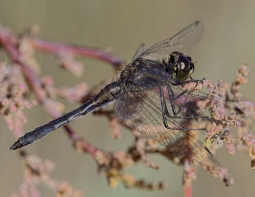 Réf. 194 170 : Sympetrum danae