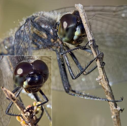 Sympetrum danae