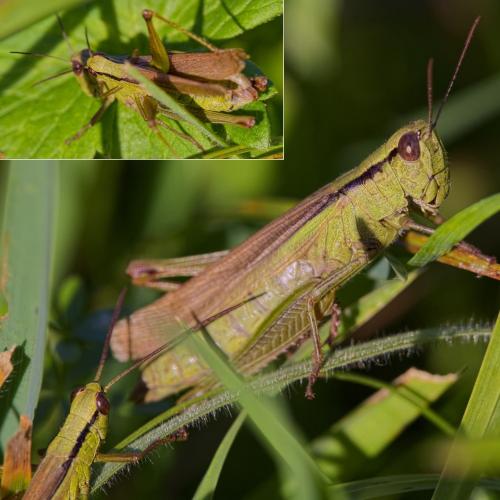 Réf. 194 095 : Mecostethus parapleurus parapleurus
