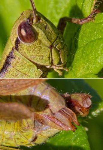 Réf. 194 096 : Mecostethus parapleurus parapleurus