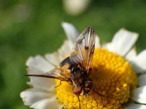 Ectophasia crassipennis