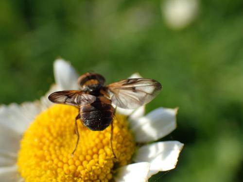 Ectophasia crassipennis