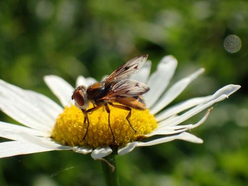 Ectophasia crassipennis