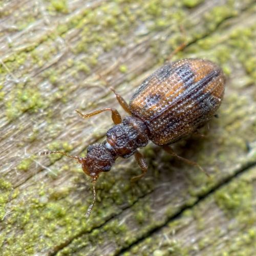 Réf. 194 484 : Cartodere bifasciata