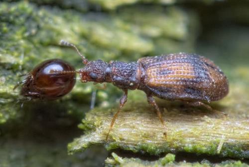 Réf. 194 483 : Cartodere bifasciata