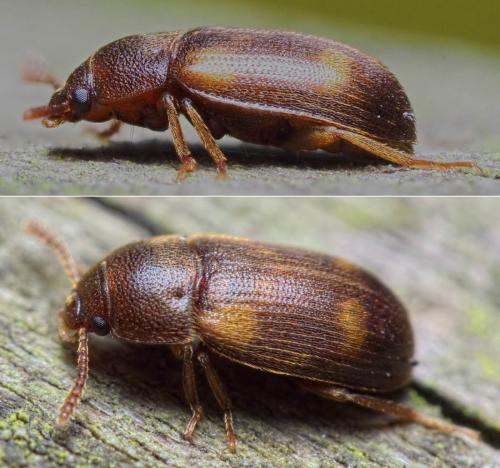 Mycetophagus quadriguttatus