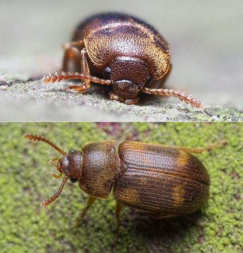 Mycetophagus quadriguttatus