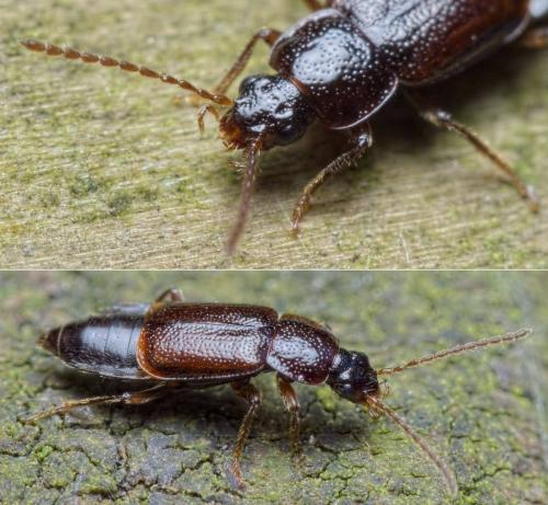 Arpedium quadrum