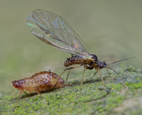 Réf. 194 584 : Periphyllus testudinaceus