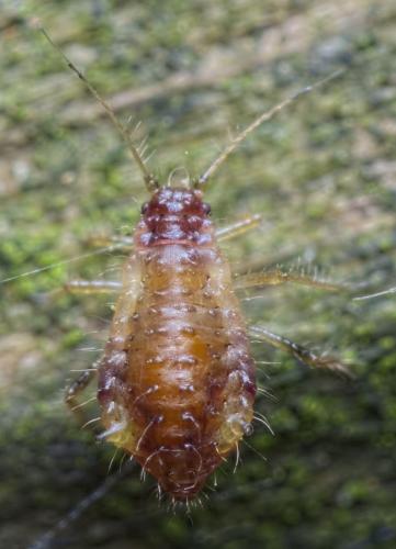 Réf. 194 585 : Periphyllus testudinaceus