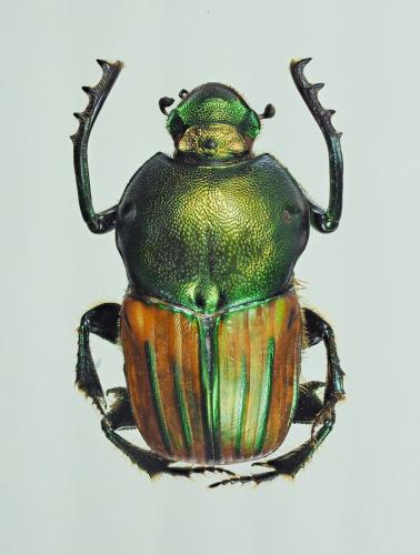 Réf. 194 544 : Onitis humerosus