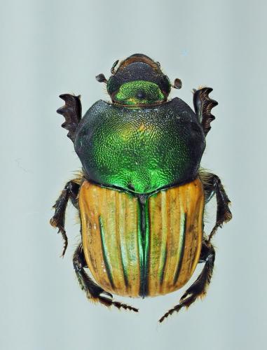 Réf. 194 545 : Onitis humerosus
