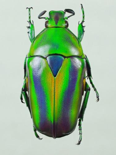 Tmesorrhina alpestris bafutensis