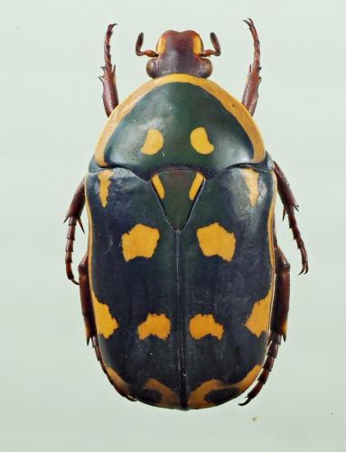 Réf. 194 541 : Pachnoda sinuata nicolae