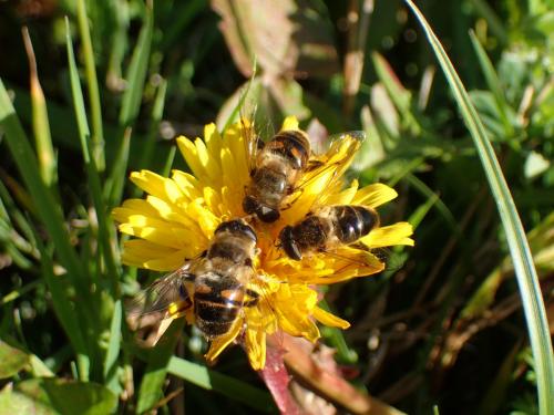 Réf. 194 990 : Eristalis tenax