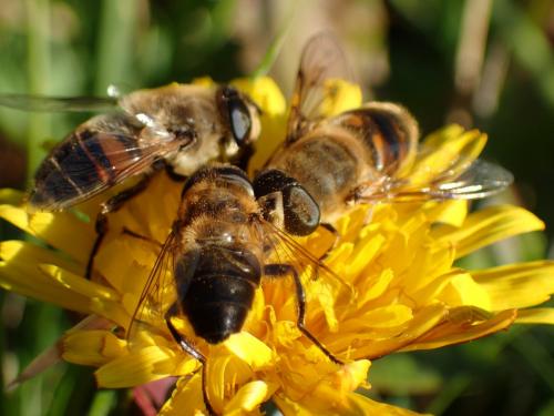 Eristalis tenax