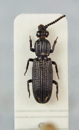Rhysodinae