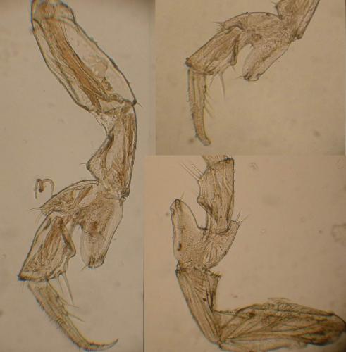 Androniscus sp.