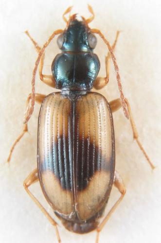 Réf. 194 668 : Bembidion cruciatum