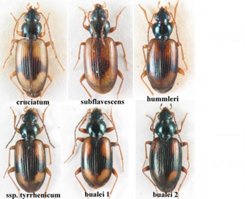 Réf. 194 672 : Bembidion divers