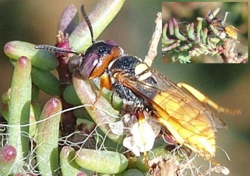Philanthus sp.