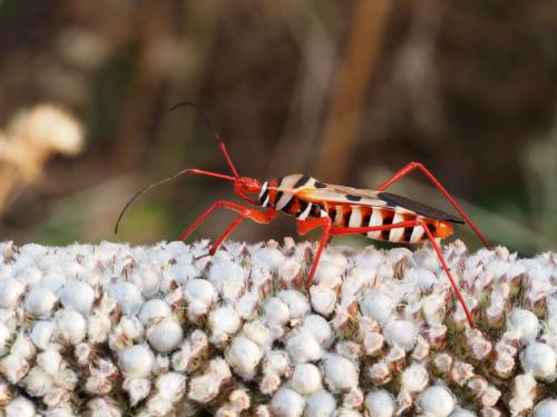 Phonoctonus lutescens