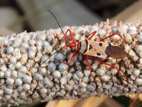 Phonoctonus lutescens