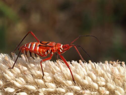 Phonoctonus lutescens
