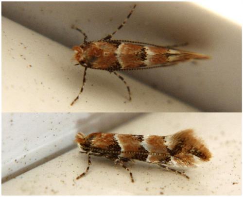 Phyllonorycter trifasciella
