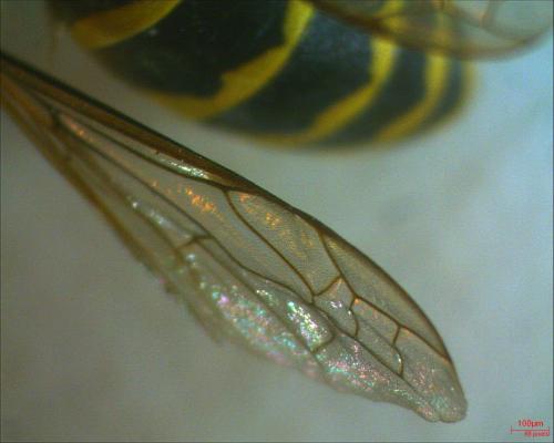 Réf. 194 847 : Vespula vulgaris