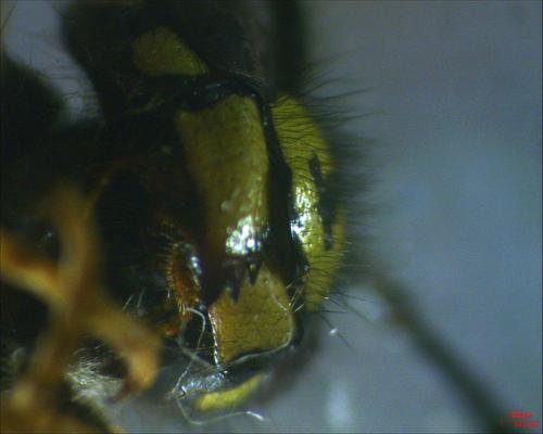 Réf. 194 849 : Vespula vulgaris