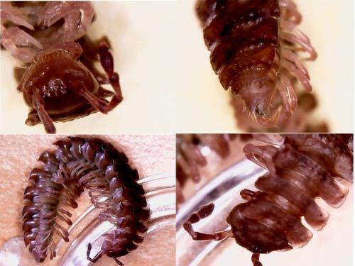 Polydesmus sp.