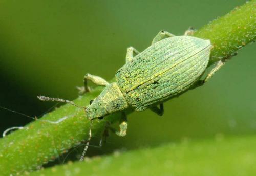 Polydrusus planifrons