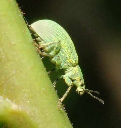 Polydrusus planifrons